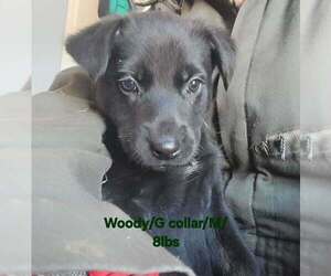 German Shepherd Dog-Rhodesian Ridgeback Mix Dogs for adoption in Aurora, IN, USA