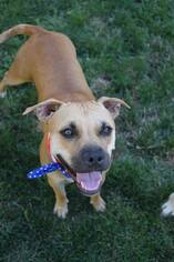 Black Mouth Cur-Unknown Mix Dogs for adoption in Grass Valley, CA, USA
