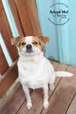 Raggle Dogs for adoption in Richmond, MO, USA