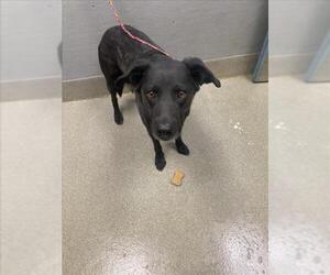 Labrador Retriever-Unknown Mix Dogs for adoption in Las Vegas, NV, USA