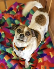 Rat-Cha Dogs for adoption in San Bernardino , CA, USA