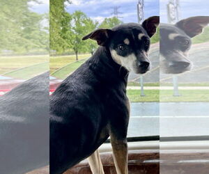 Miniature Pinscher-Unknown Mix Dogs for adoption in Okolona, MS, USA