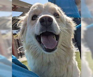 Siberian Husky Dogs for adoption in Salinas, CA, USA