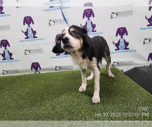 Cocker Spaniel-Unknown Mix Dogs for adoption in Orlando, FL, USA