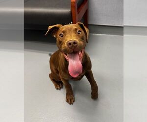 Labrador Retriever-Unknown Mix Dogs for adoption in Hilton Head, SC, USA