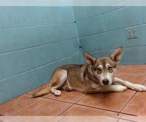 Siberian Husky Dogs for adoption in Downey, CA, USA