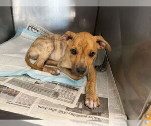 American Pit Bull Terrier-Unknown Mix Dogs for adoption in San Bernardino, CA, USA