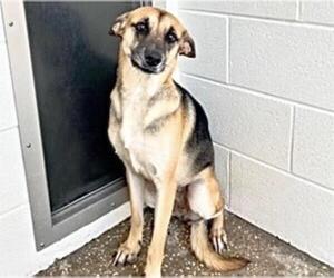 German Shepherd Dog Dogs for adoption in Houston, TX, USA