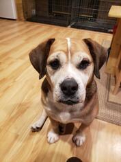 Beabull Dogs for adoption in Oakhurst, NJ, USA