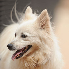 American Eskimo Dog Dogs for adoption in Kanab, UT, USA