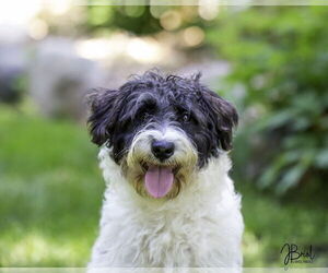 Poodle (Standard)-Unknown Mix Dogs for adoption in Farmington, MN, USA