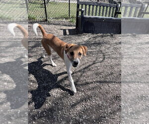 Mutt Dogs for adoption in Elmsford, NY, USA