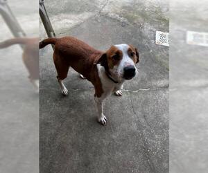 Bulldog-Unknown Mix Dogs for adoption in Fort Walton Beach, FL, USA