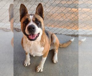 Boxita Dogs for adoption in Romoland, CA, USA