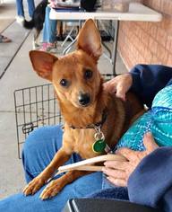 Chipin Dogs for adoption in O Fallon, MO, USA