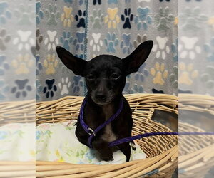 Chihuahua Dogs for adoption in Rosenberg, TX, USA