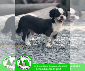 Shih Tzu Dogs for adoption in Stroudsburg, PA, USA