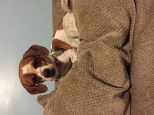 Schweenie Dogs for adoption in Pataskala, OH, USA