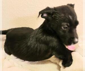 Borador Dogs for adoption in Olalla, WA, USA
