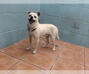 Chihuahua Dogs for adoption in Downey, CA, USA