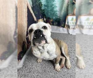 Bulldog Dogs for adoption in Henderson, NV, USA