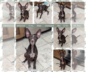 Australian Kelpie-Chihuahua Mix Dogs for adoption in Mesa, AZ, USA