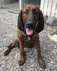Plott Hound Dogs for adoption in Washougal, WA, USA