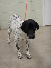 German Shorthaired Lab Dogs for adoption in Hutchinson, KS, USA
