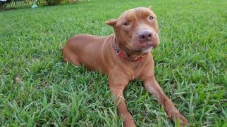 American Pit Bull Terrier Dogs for adoption in Royal Palm Beach, FL, USA