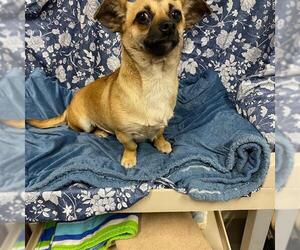 Chihuahua Dogs for adoption in Modesto, CA, USA