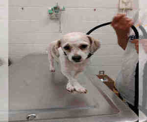 Shih Tzu Dogs for adoption in Peoria, IL, USA