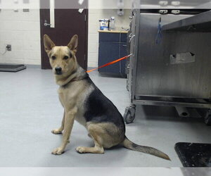 German Shepherd Dog Dogs for adoption in Fayetteville, NC, USA