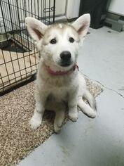 Siberian Husky Dogs for adoption in Lake Forest, CA, USA