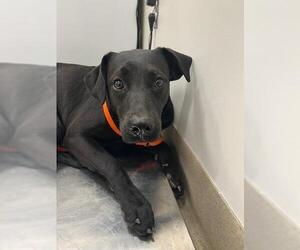 Labrador Retriever Dogs for adoption in Baytown, TX, USA