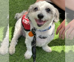 Cavapoo Dogs for adoption in Brooklyn, NY, USA