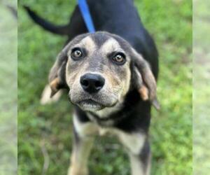 Mutt Dogs for adoption in Yardley, PA, USA