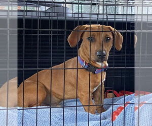Dachshund-Unknown Mix Dogs for adoption in Tampa, FL, USA