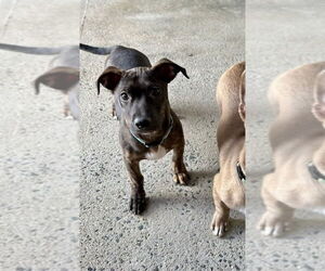 Dachshund-Unknown Mix Dogs for adoption in Mooresville, NC, USA