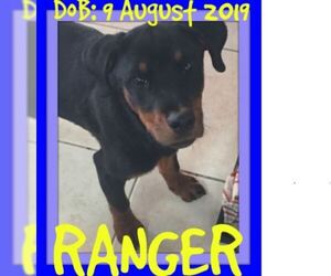 Rottweiler Dogs for adoption in Sebec, ME, USA
