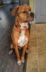Bull Terrier-Rottweiler Mix Dogs for adoption in Leonardtown, MD, USA