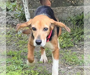 Beagle Dogs for adoption in New Orleans, LA, USA