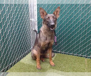 German Shepherd Dog-Unknown Mix Dogs for adoption in Downey, CA, USA