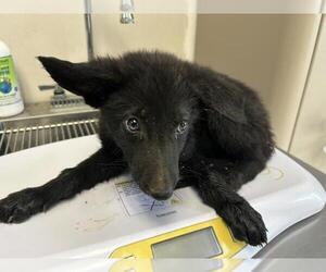 German Shepherd Dog-Unknown Mix Dogs for adoption in Visalia, CA, USA