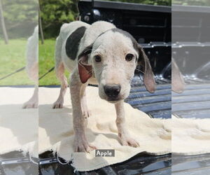 Mutt Dogs for adoption in Corinth, MS, USA