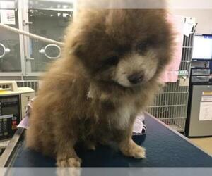 Pomeranian Dogs for adoption in Long Beach, CA, USA