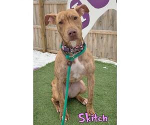Greyhound Dogs for adoption in Mason, MI, USA
