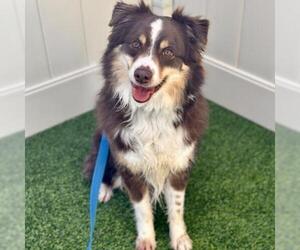 Australian Shepherd Dogs for adoption in Camarillo, CA, USA