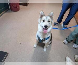 Siberian Husky-Unknown Mix Dogs for adoption in Pasadena, CA, USA