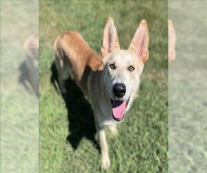 German Shepherd Dog-Unknown Mix Dogs for adoption in Conroe, TX, USA