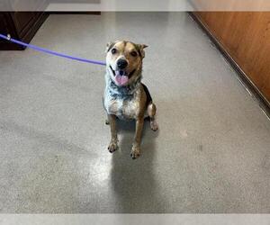 Mutt Dogs for adoption in Pasadena, CA, USA
